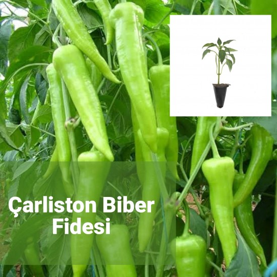 Biber Çarliston Yalova (Tatlı)